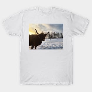 Scottish Highland Cattle Cow 2215 T-Shirt